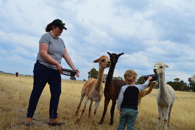 Alpaca Farm Tours with Toffeemont - The Sum Up