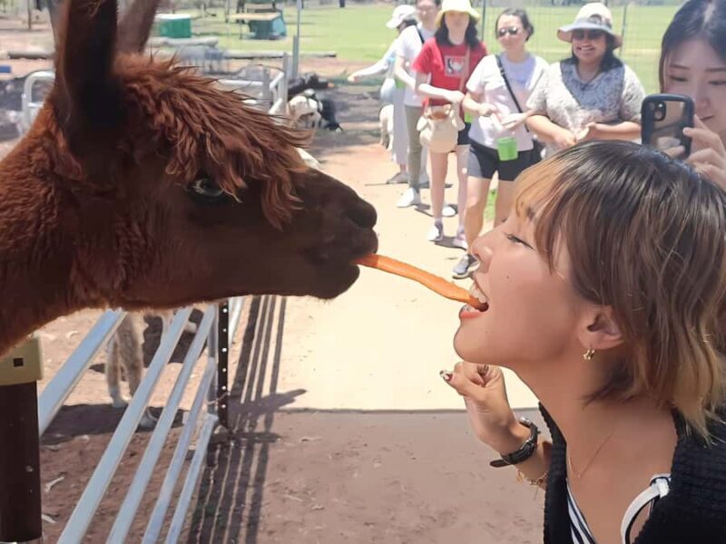 Alpaca Feeding with Wildlife Nature Park Visit Private Tour - Key Points