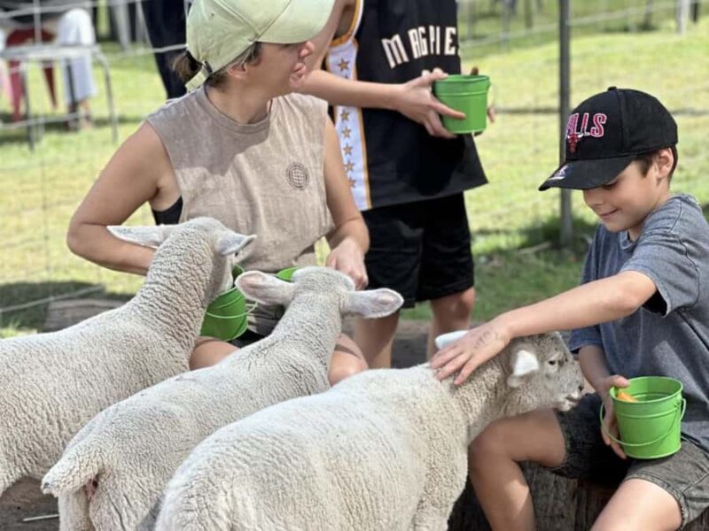 Alpaca Feeding with Wildlife Nature Park Visit Private Tour - A Practical Look at the Tour Itself