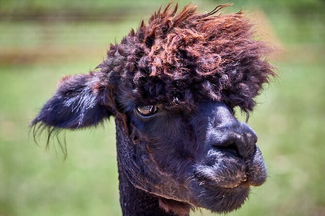 Alpaca Interaction and Wine Tasting - Introduction