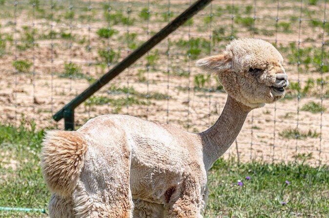Alpaca Interaction and Wine Tasting - Who Will Love This Tour?