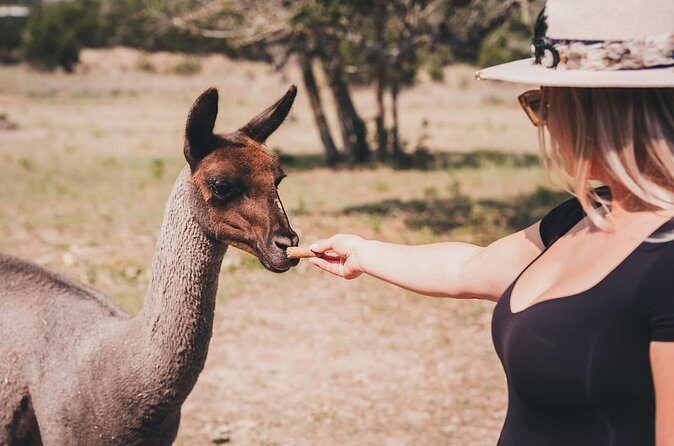 Alpaca Interaction and Wine Tasting - FAQs