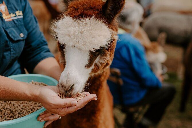 Alpaca Meet and Greet Experience in Peterborough - Key Points