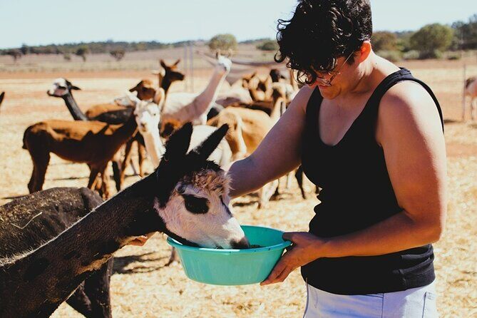 Alpaca Meet and Greet Experience in Peterborough - The Practical Details: Booking, Cost, and Duration