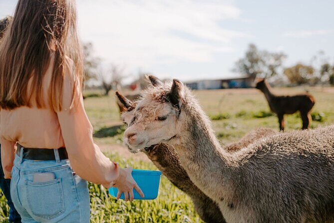 Alpaca Meet and Greet Experience in Peterborough - Potential Drawbacks and Caveats