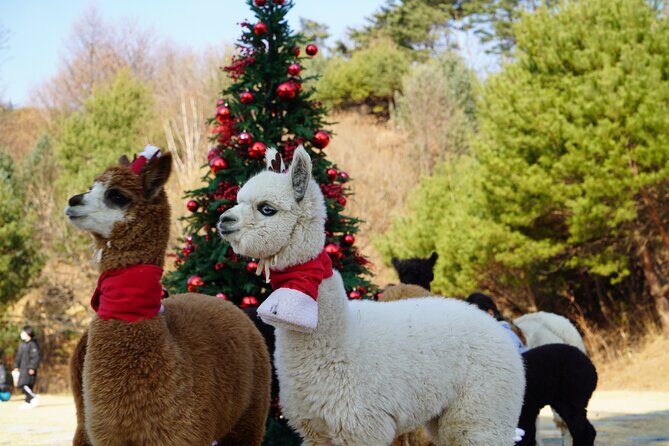 Alpaca, Nami, Eobi with Rail Bike or Strawberry - An In-Depth Look at the Tour