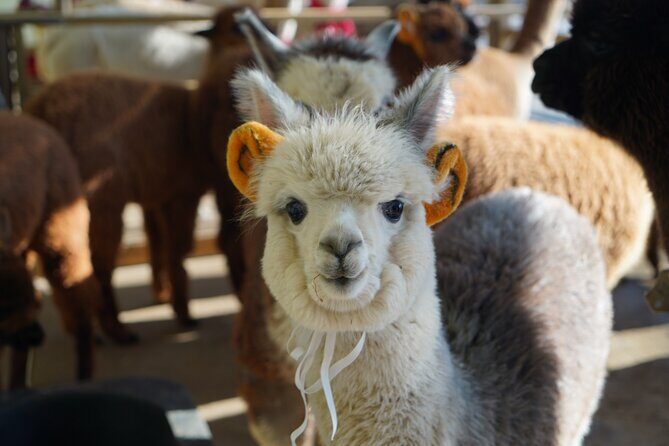 Alpaca, Nami, Eobi with Rail Bike or Strawberry - Analyzing the Value