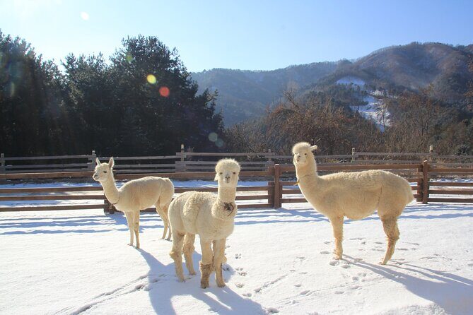 Alpaca, Nami, Eobi with Rail Bike or Strawberry - FAQ: Practical Questions About the Tour