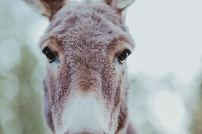 Alpaca Picnic - Immersive Animal Encounter - Seattle Experience - A Closer Look at the Alpaca Picnic Experience