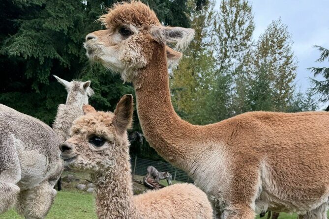 Alpaca Picnic - Immersive Animal Encounter - Seattle Experience - Who Should Consider This Tour?