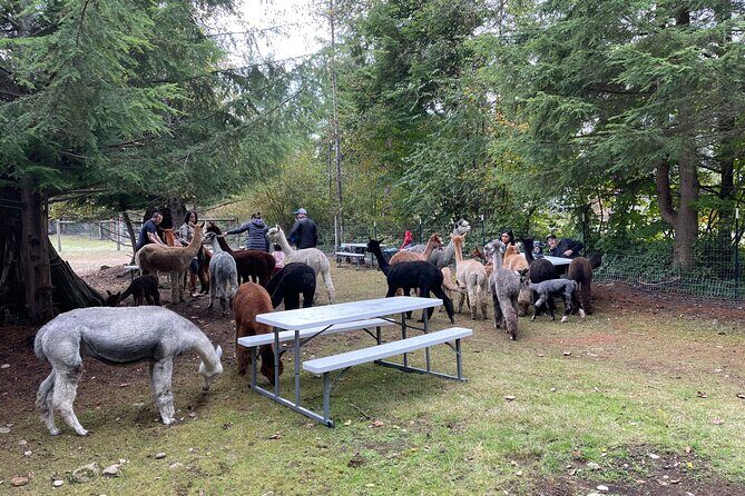 Alpaca Picnic - Immersive Animal Encounter - Seattle Experience - The Sum Up