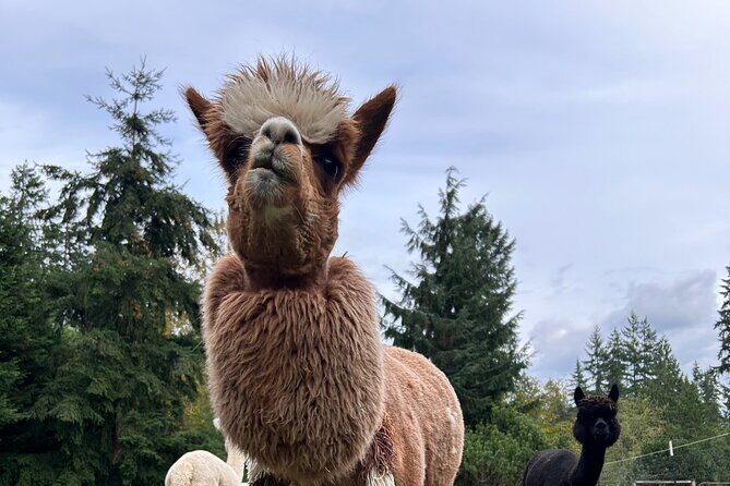 Alpaca Picnic - Immersive Animal Encounter - Seattle Experience - FAQs
