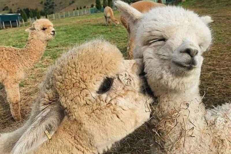 Alpaca Private Tour with guide - Why This Tour Offers Great Value