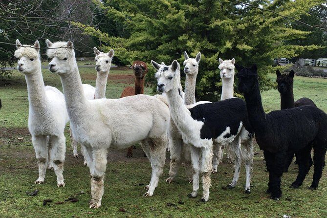 Alpaca Ranch and Fiber Processing Mill Tour - An Authentic Look at Washington’s Alpaca Farm Experience