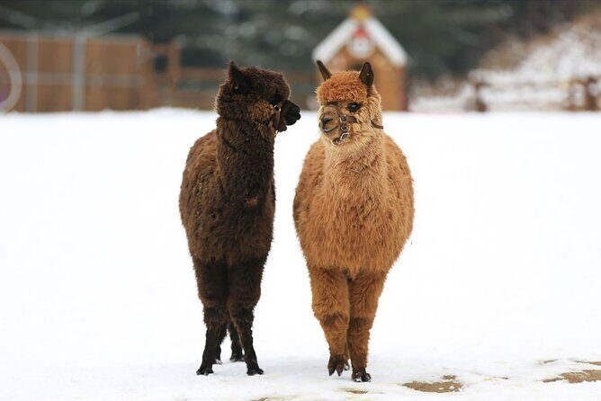 Alpaca World and Nami Island with Gangchon Rail Bike Tour - The Practicalities: What You Need to Know