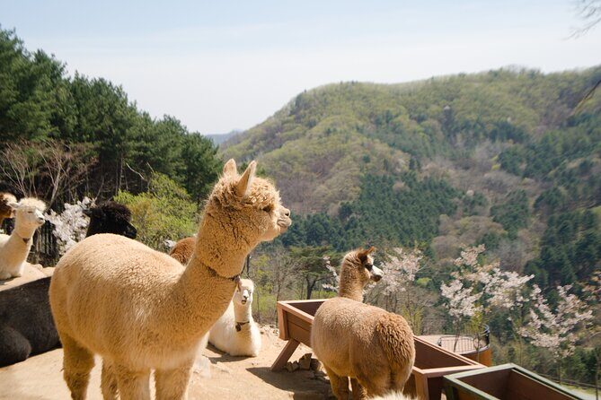 Alpaca World Tour with Nami Island & opt Railbike or Garden/Park - Practical Details: What You Need to Know