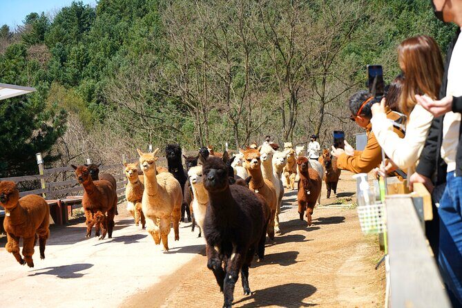 Alpaca World Tour with Nami Island & opt Railbike or Garden/Park - FAQ