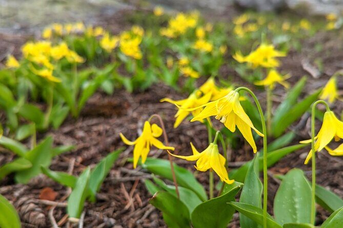 Alpine Lake Float and Guided Hike in the Bitterroot Mountains - Final Thoughts
