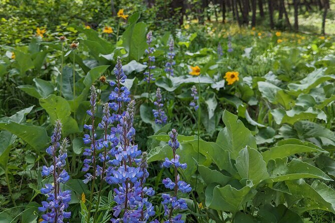 Alpine Lake Float and Guided Hike in the Bitterroot Mountains - Who Is This Tour Best For?