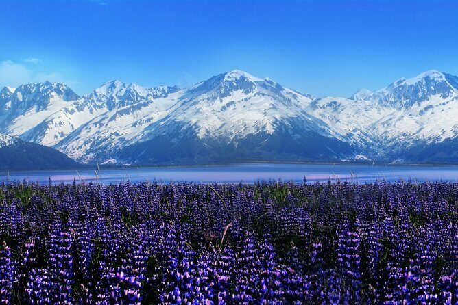 Alyeska/Girdwood Express - What to Expect on the Journey
