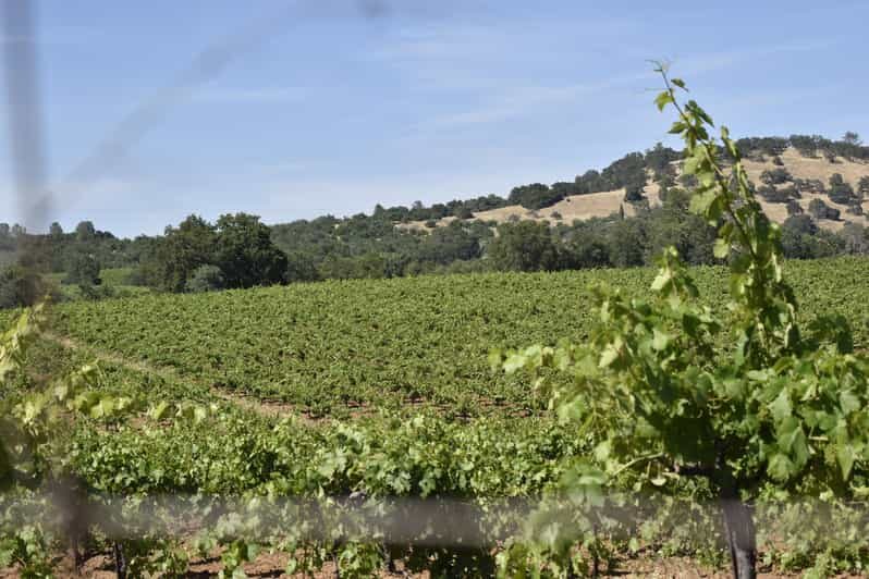 Amador County Wine Tasting Tour Private Tour 1 To 14 Group - An In-Depth Look at the Tour Experience