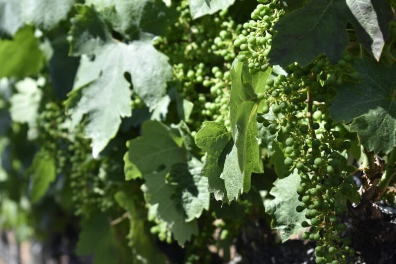 Amador County Wine Tasting Tour Private Tour 1 To 14 Group - Who Will Love This Tour?