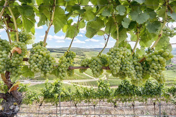 Amador County Wine Tasting Tours max 14 pax Private Wine Tours - An In-Depth Look at the Experience