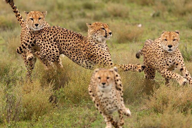 Amazing 4 Days Safari 3 Nights: Tarangire, Ngorongoro, Serengeti - Summary: Who Is This Tour For?