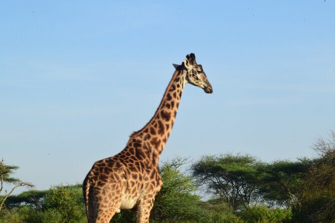 Amazing 4 Days Tanzania Budget Camping Group Joining Safari - Who Is This Tour Best For?