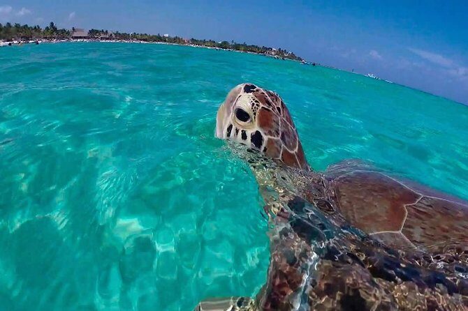 Amazing Adventure in Akumal. Swim with turtles and discover Tulum Ruins. - An Introduction to the Experience