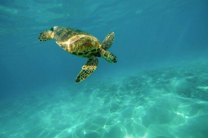 Amazing Adventure in Akumal. Swim with turtles and discover Tulum Ruins. - The Realities of the Experience