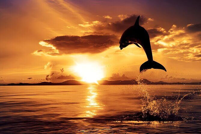 Amazing Bali Dolphin Watching Trip Experience - Key Points