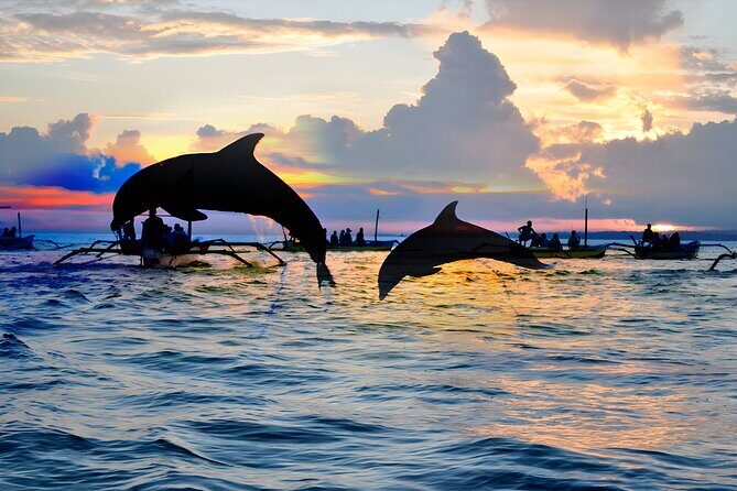 Amazing Bali Dolphin Watching Trip Experience - Who Is This Tour Best For?