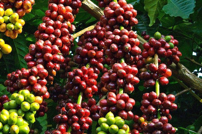 Amazing Coffee full-day tour in Buon Ma Thuot - Daklak - A Closer Look at the Coffee Tour in Buon Ma Thuot