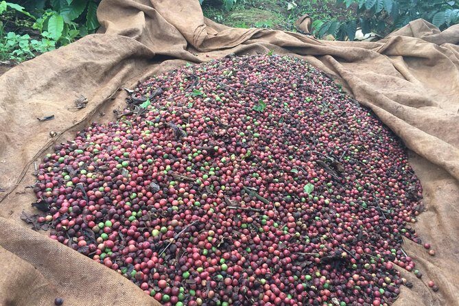Amazing Coffee full-day tour in Buon Ma Thuot - Daklak - FAQ