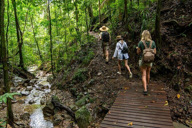 Amazing Daintree Rainforest Tour Waterfall Hike, Lunch, Swim & Crocodile Cruise - An Introduction to the Experience