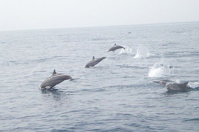 Amazing Dolphin Watching Tour In Muscat - Key Points