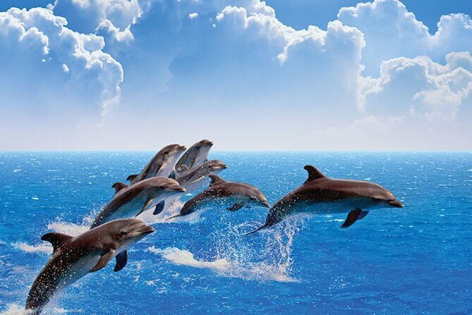 Amazing Dolphin Watching Tour In Muscat - Overview of the Experience