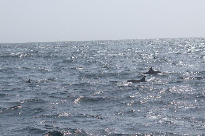 Amazing Dolphin Watching Tour In Muscat - Practical Details: What You Need to Know