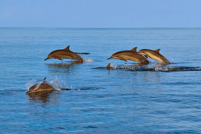 Amazing Dolphin Watching Tour In Muscat - FAQ