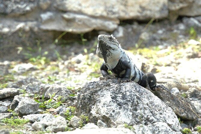 Amazing Jeep Tour Visit Punta Sur Park and San Gervasio Ruins - Is It Worth the Price?