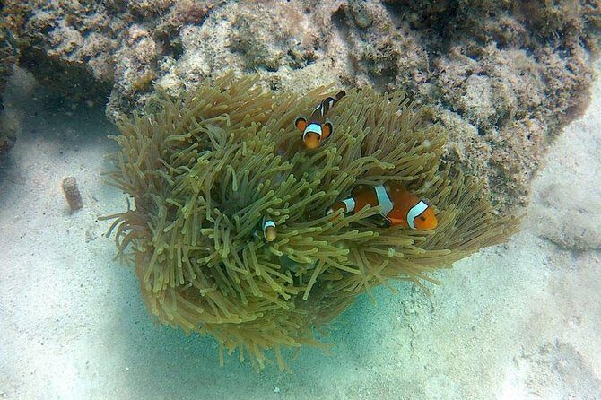 Amazing Krabi 7 Islands One Day Snorkeling Tour By Big Longtail Boat - Who Will Love This Tour?