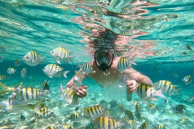 Amazing Paradise Island + Snorkeling-Mangrove Tour & Locale Food. - Who Will Love This Tour?