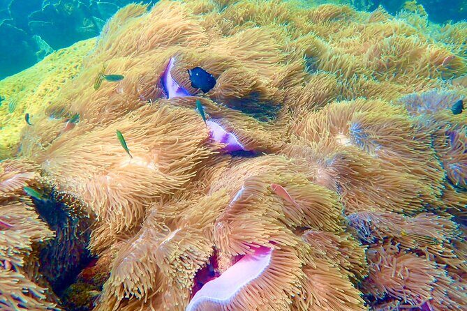 Amazing private snorkeling tour in An Thoi islands by speed boat - FAQ