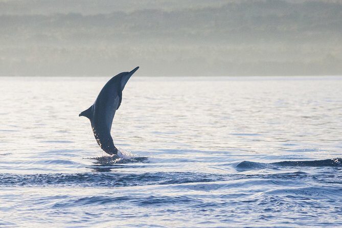 Amazing Private Tours: Dolphins Lovina and Gitgit Waterfall include Lunch - Who Should Consider This Tour?
