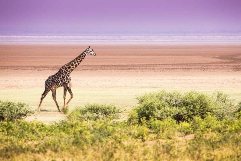 AMAZING SAFARI TOUR VIA LAKE MANYARA NATIONAL PARK - Key Points