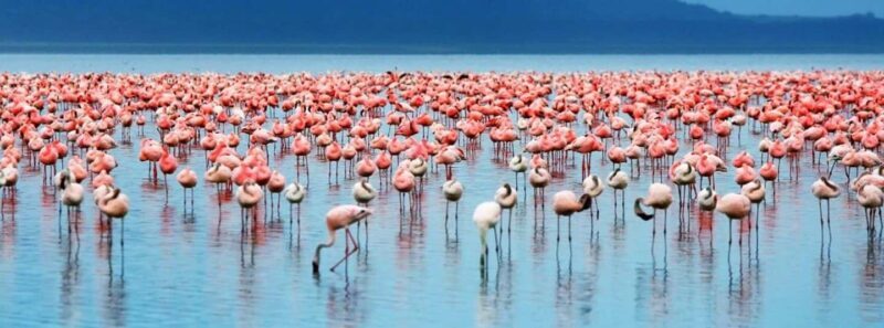 AMAZING SAFARI TOUR VIA LAKE MANYARA NATIONAL PARK - An Honest Look at the Safari Experience