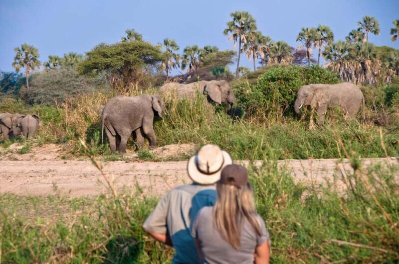 AMAZING SAFARI TOUR VIA LAKE MANYARA NATIONAL PARK - The Value Proposition