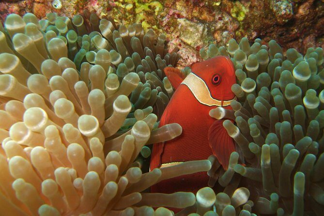 Amazing Snorkeling at Mun Island ( Group Tour ) - FAQ