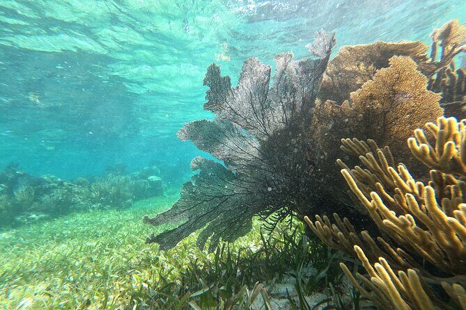 Amazing Snorkeling Experience + Real Mexican Tacos - FAQ